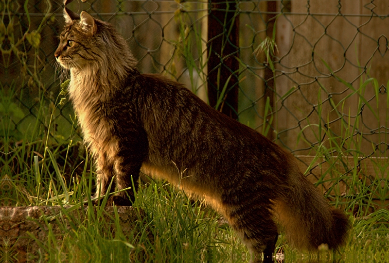 Katzen - Maine Coon