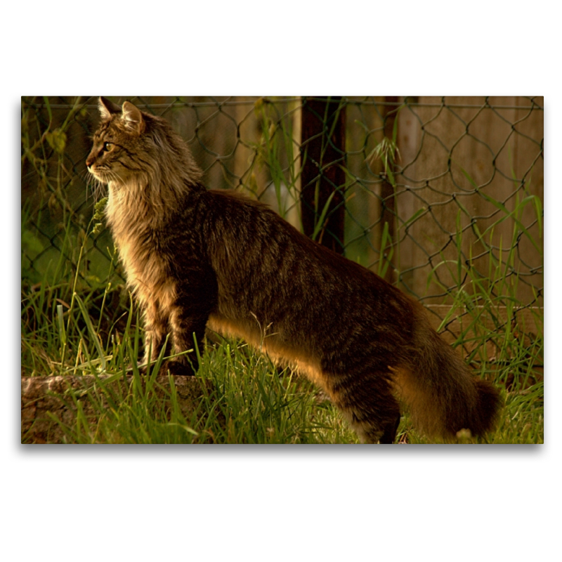 Katzen - Maine Coon