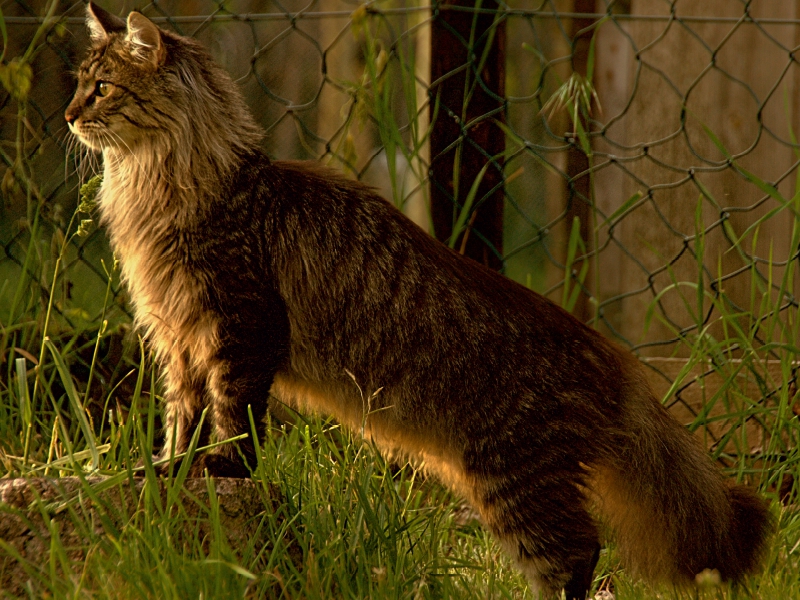 Katzen - Maine Coon