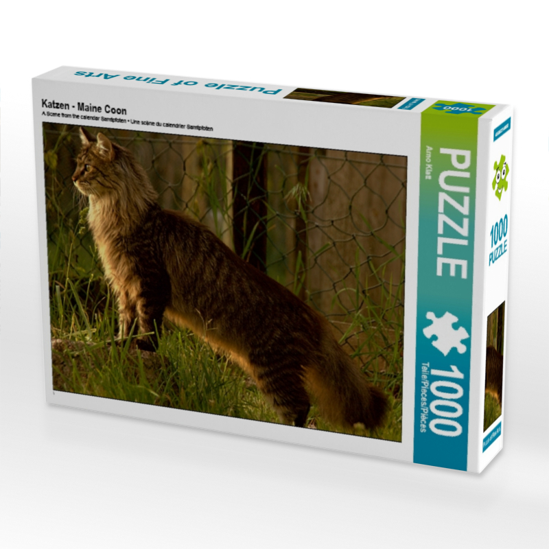 Katzen - Maine Coon