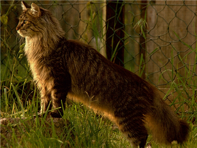 Katzen - Maine Coon