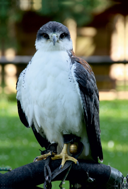 Greifvögel - Rotrückenbussard