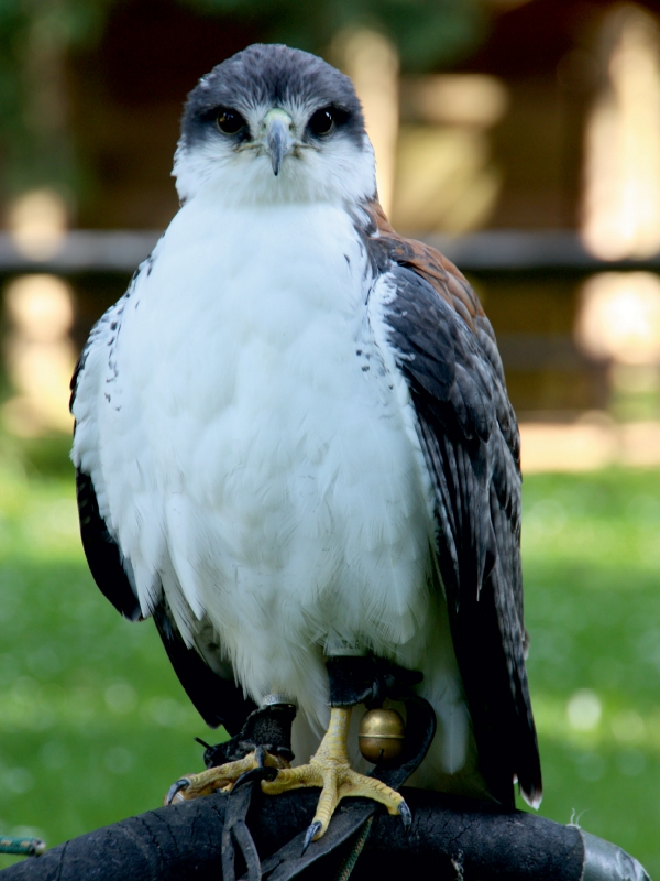 Greifvögel - Rotrückenbussard