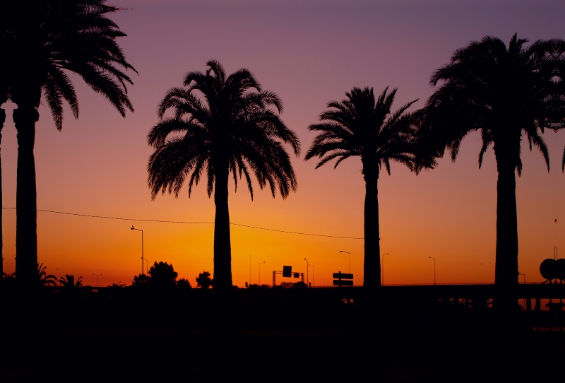 Portugal - Palmen im Sonnenuntergang