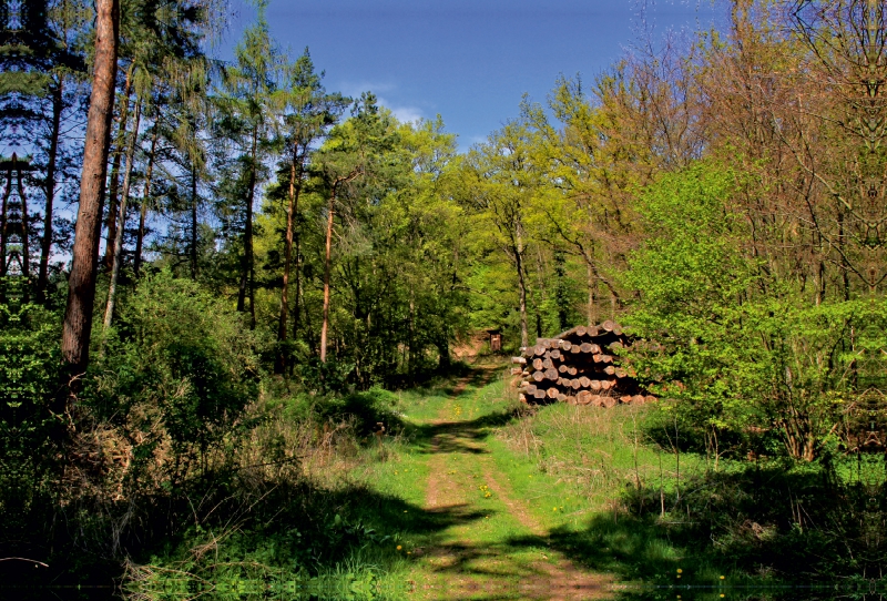 Herrlicher Waldweg