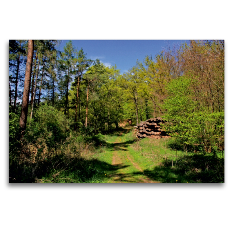 Herrlicher Waldweg