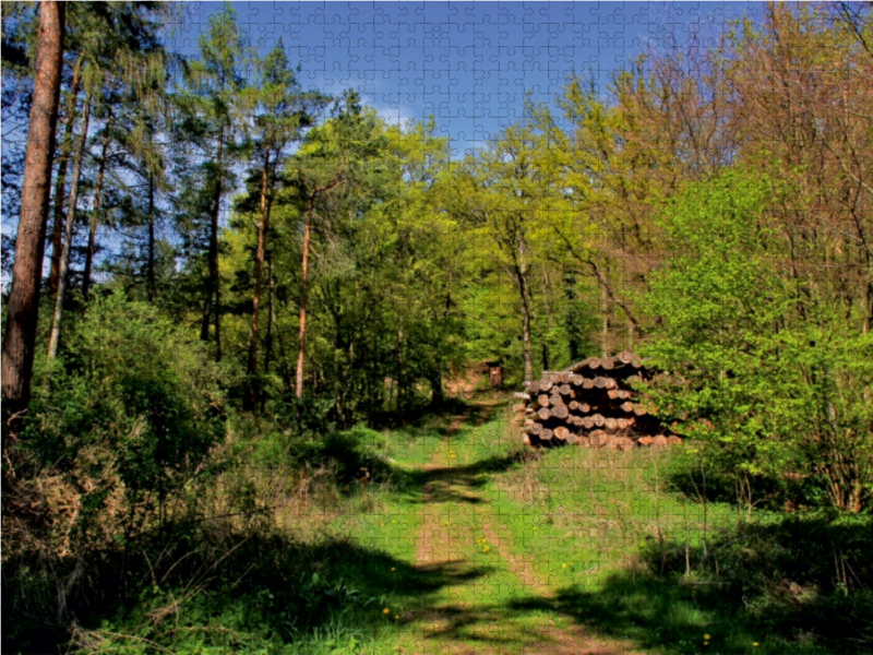 Herrlicher Waldweg