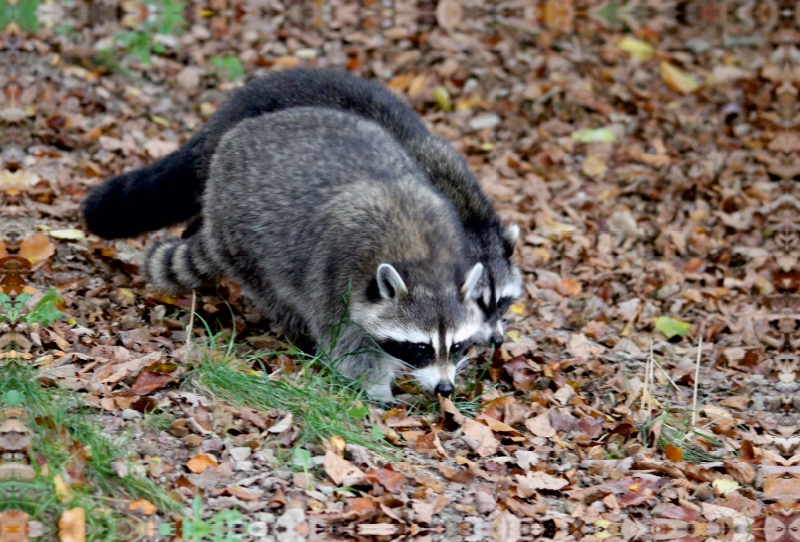 Waschbären