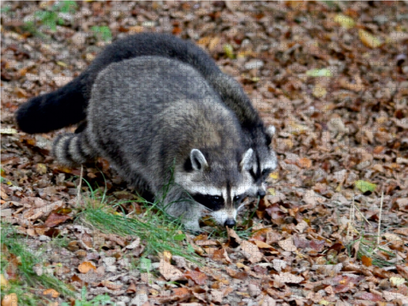 Waschbären