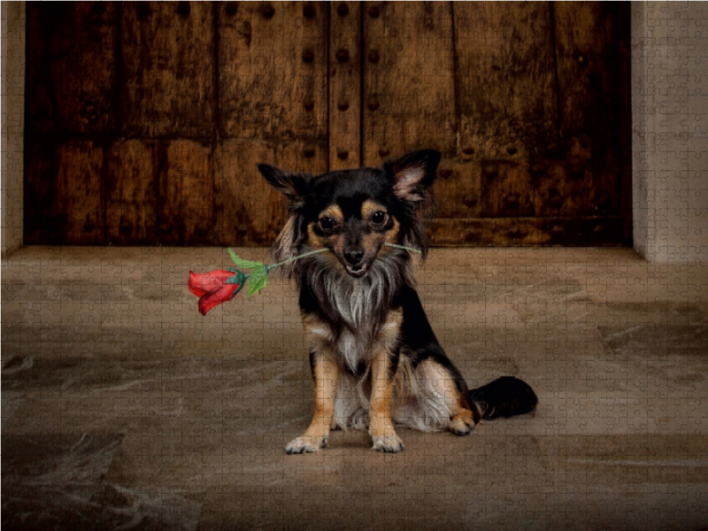 Chihuahuas Rose