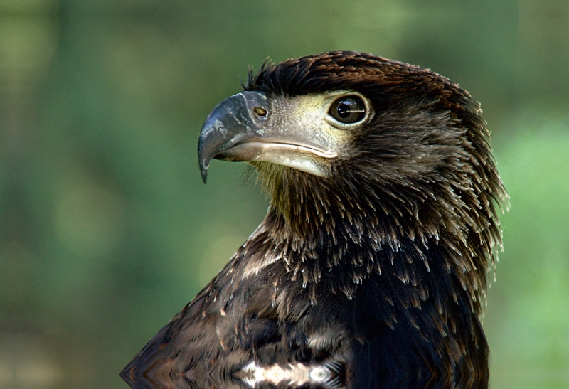 Greifvögel - Afrikanischer Schreiseeadler