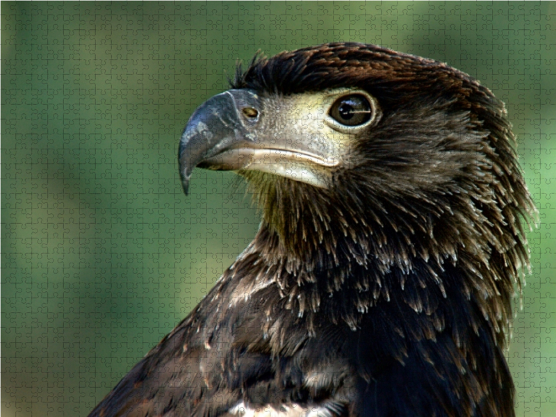 Greifvögel - Afrikanischer Schreiseeadler