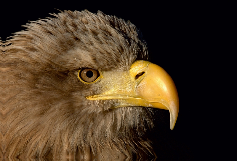 Greifvögel - Seeadler