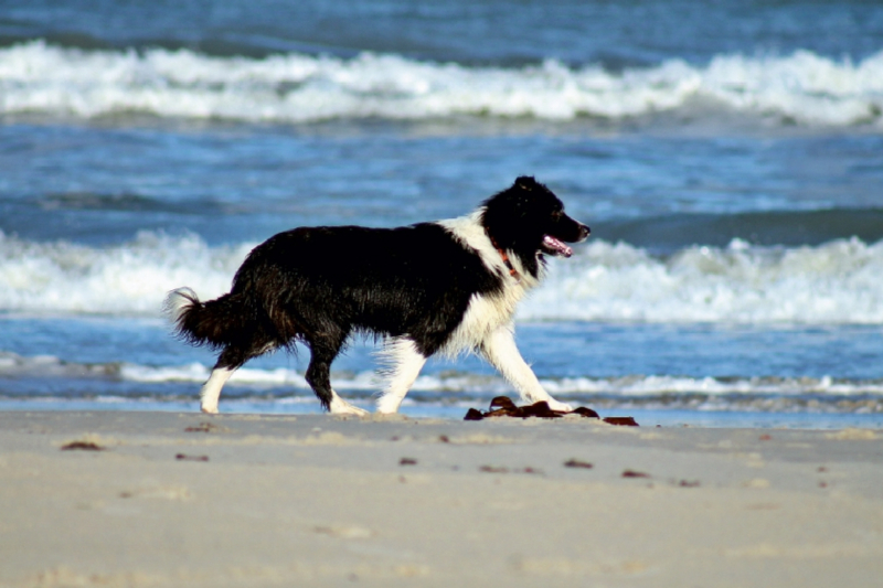 JayJay am Strand von Grønhøj