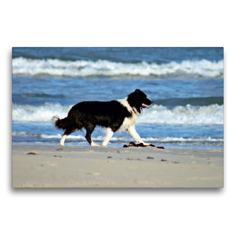 JayJay am Strand von Grønhøj