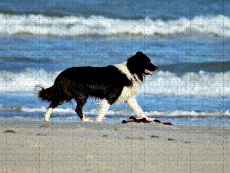 JayJay am Strand von Grønhøj