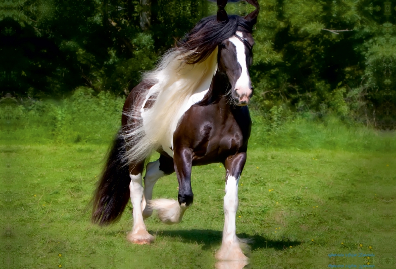 Ein Motiv aus dem Kalender Gypsy Horses