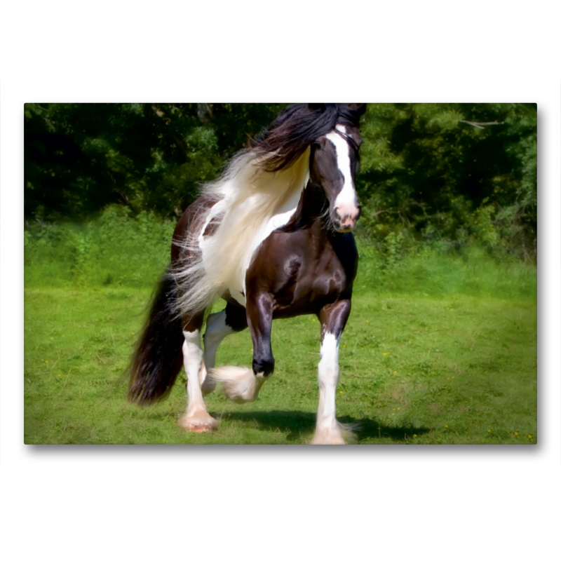 Ein Motiv aus dem Kalender Gypsy Horses