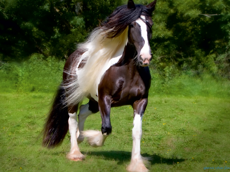 Ein Motiv aus dem Kalender Gypsy Horses