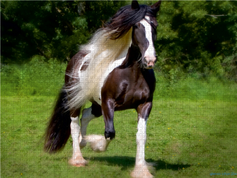 Ein Motiv aus dem Kalender Gypsy Horses