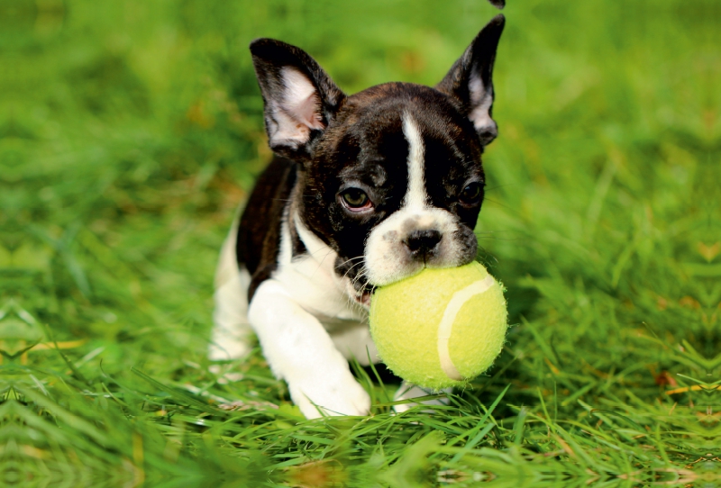 Kleiner Französischer Bulldoggenwelpe beim Spielen