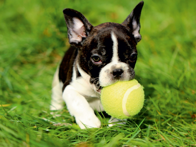 Kleiner Französischer Bulldoggenwelpe beim Spielen