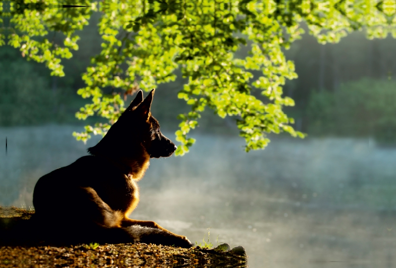 Ein Motiv aus dem Kalender Deutscher Schäferhund Yack