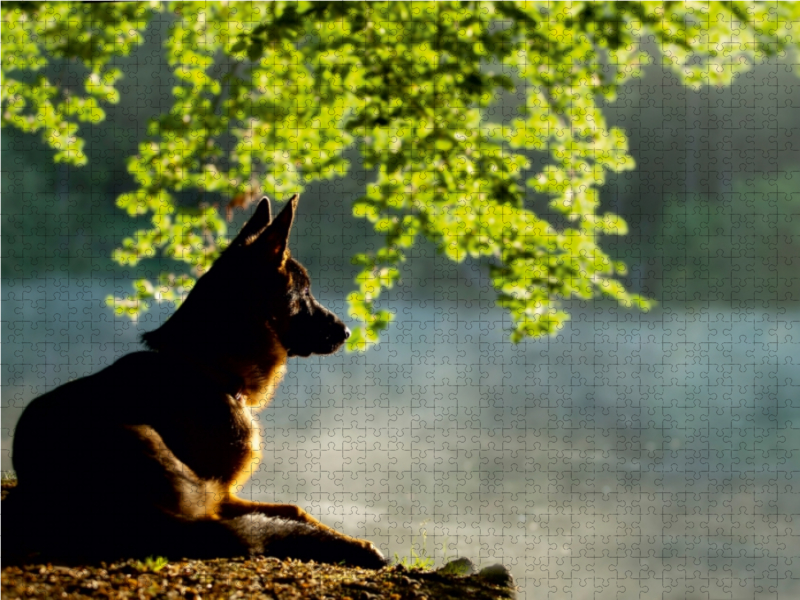 Ein Motiv aus dem Kalender Deutscher Schäferhund Yack