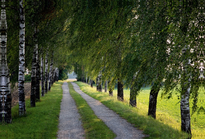 Grüne Birken Allee