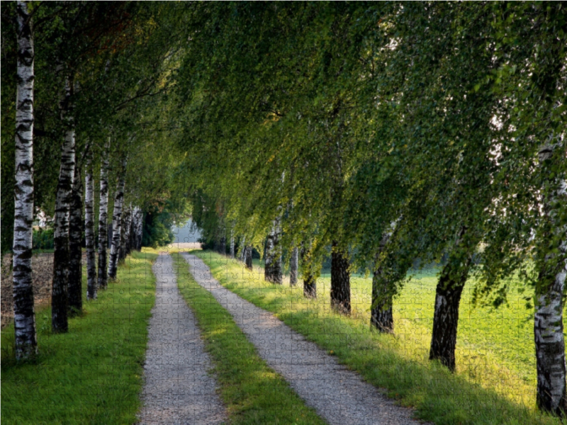 Grüne Birken Allee