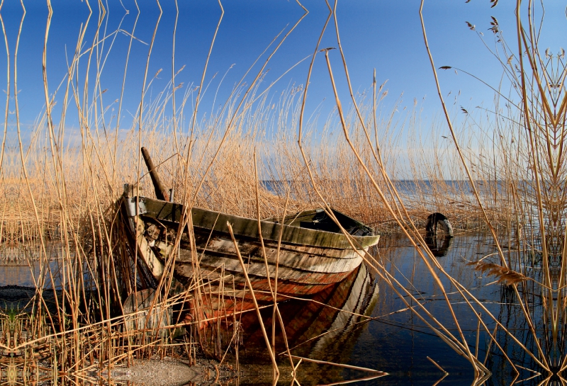 Altes Boot im Schilf