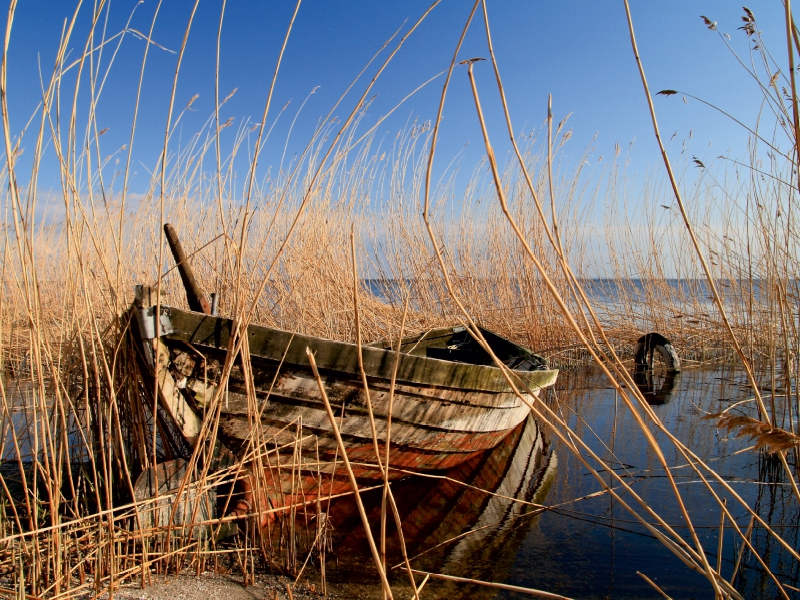 Altes Boot im Schilf