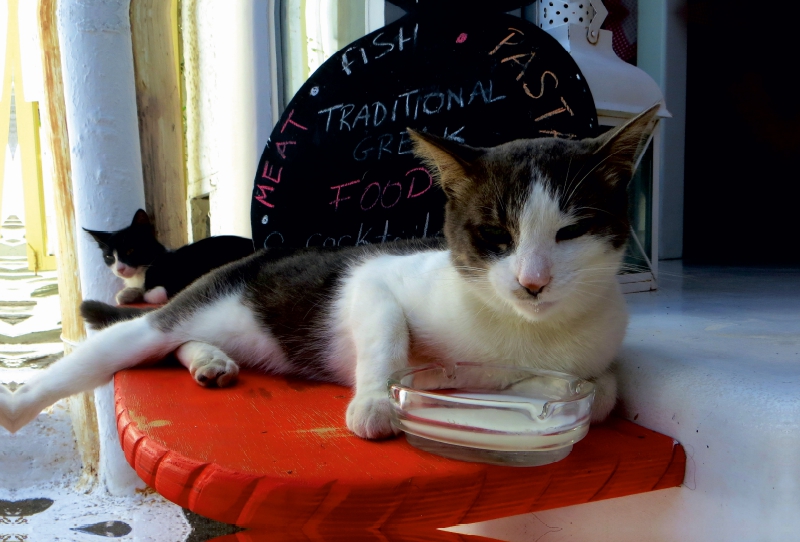 Milchtrinkende Katze vor Taverne