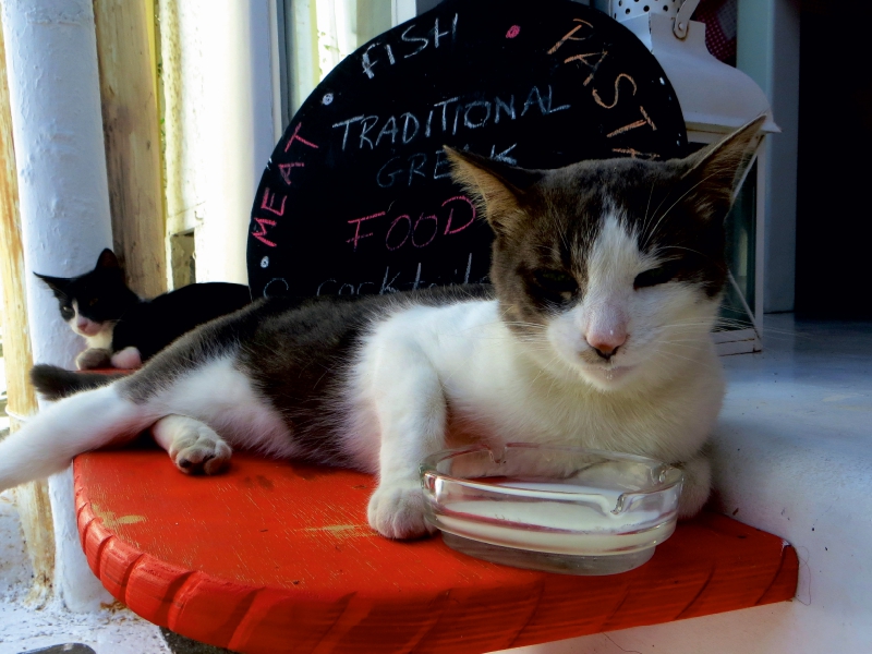 Milchtrinkende Katze vor Taverne