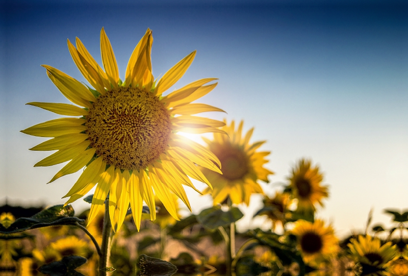 Sonnenblumen