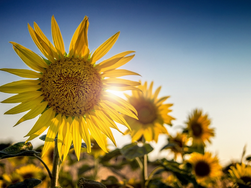 Sonnenblumen