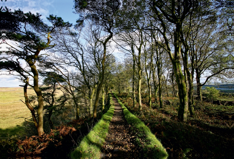 Hadrianswall, Cumbria, Lake District, England