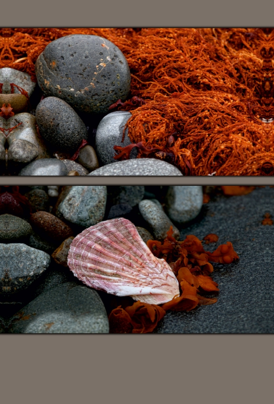 Steine und Muscheln am Strand