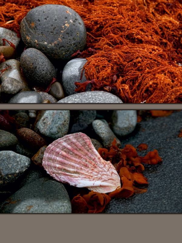 Steine und Muscheln am Strand