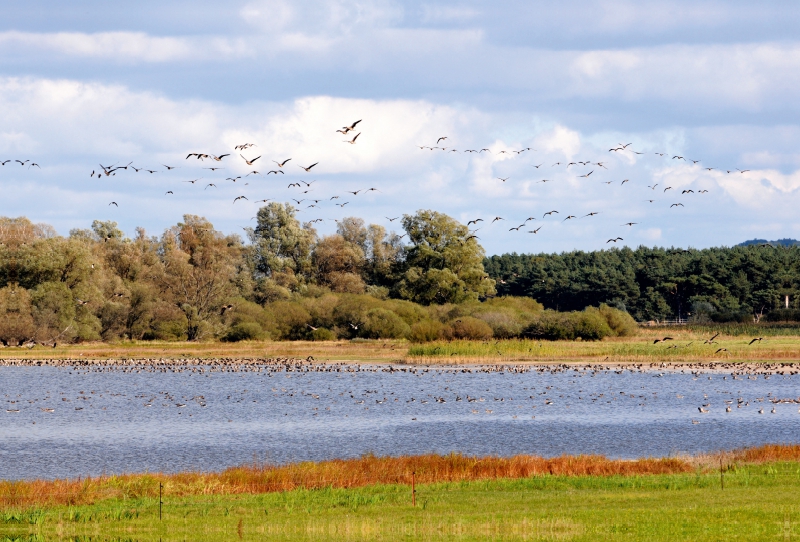 Wildgänse am Gülper See