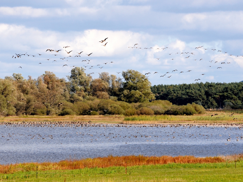 Wildgänse am Gülper See