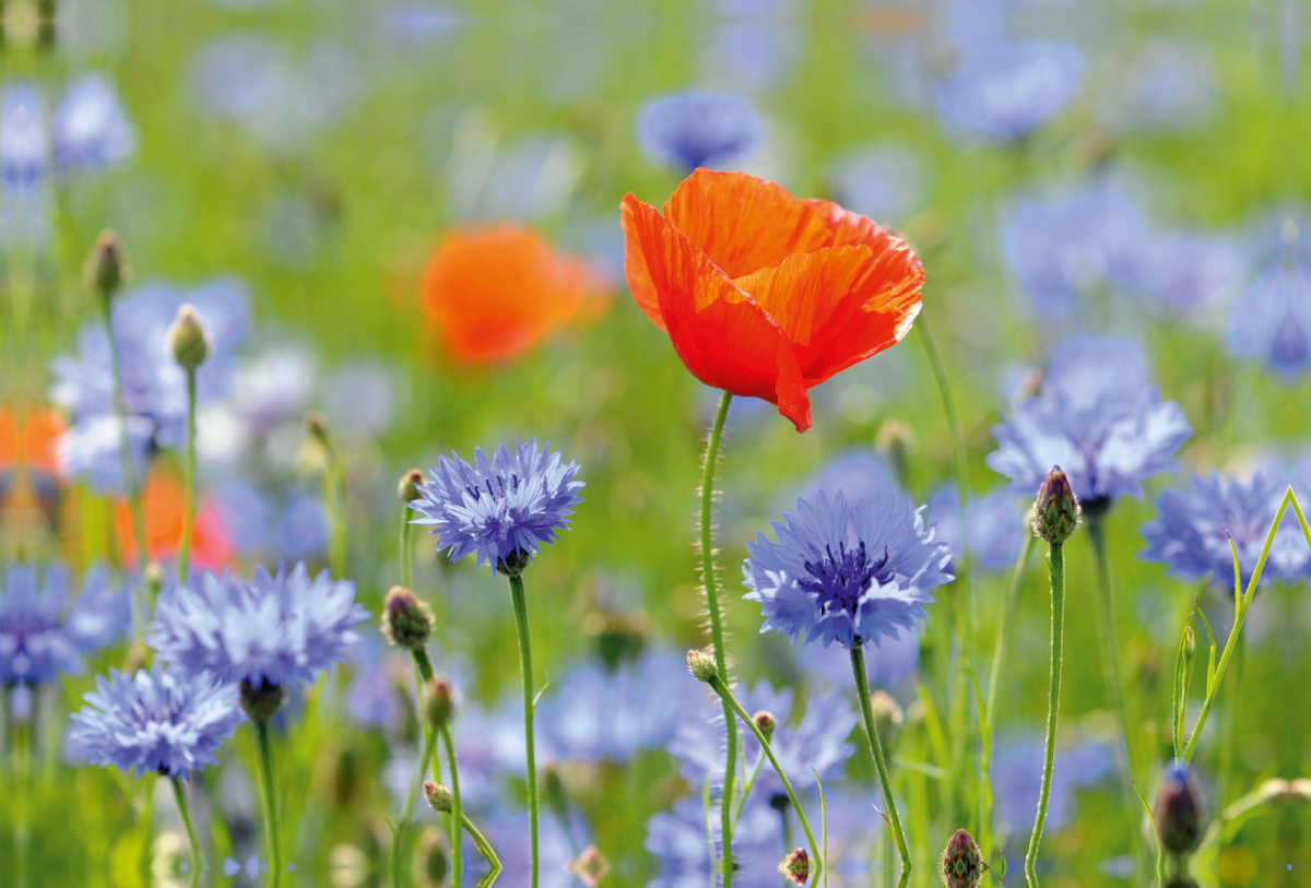 Mohn und Kornblumen. Landschaft im Havelland.