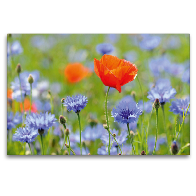 Mohn und Kornblumen. Landschaft im Havelland.