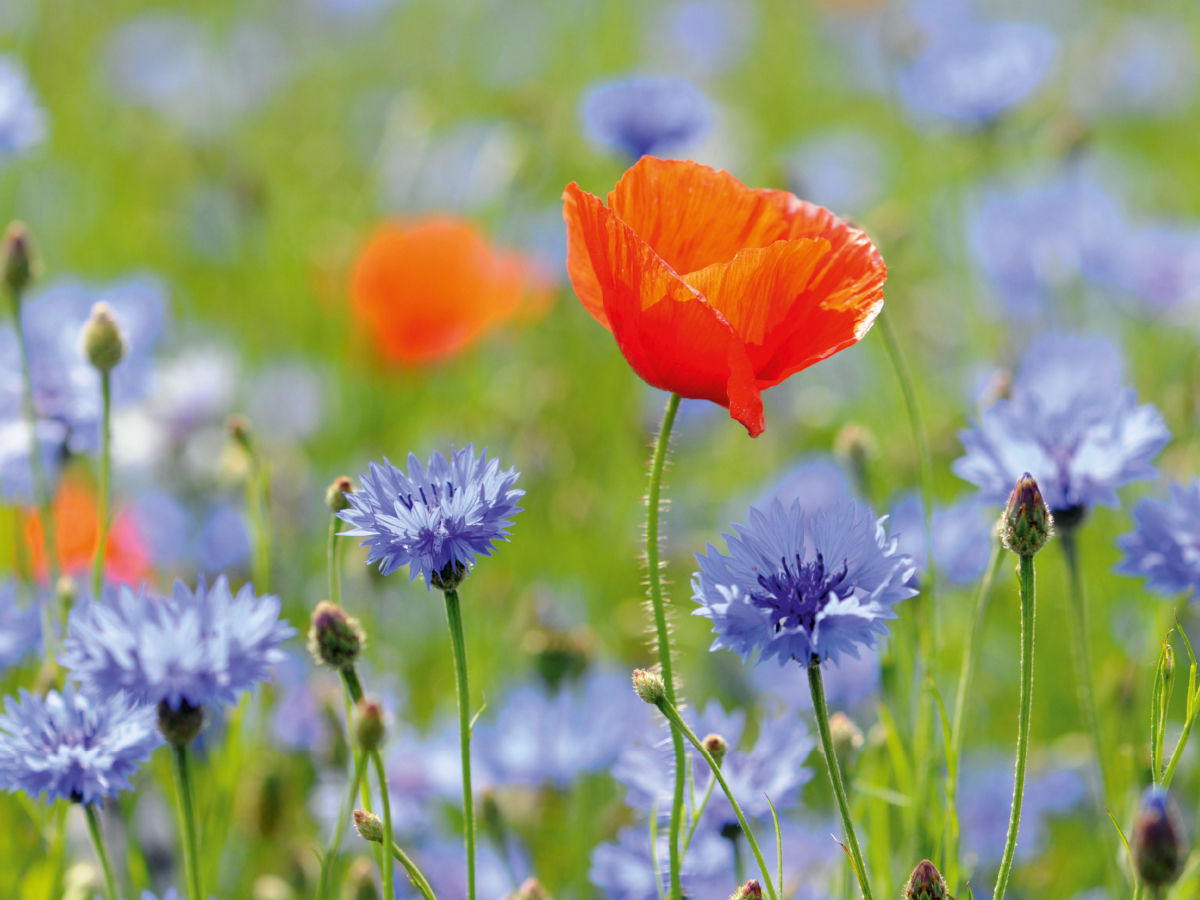 Mohn und Kornblumen. Landschaft im Havelland.