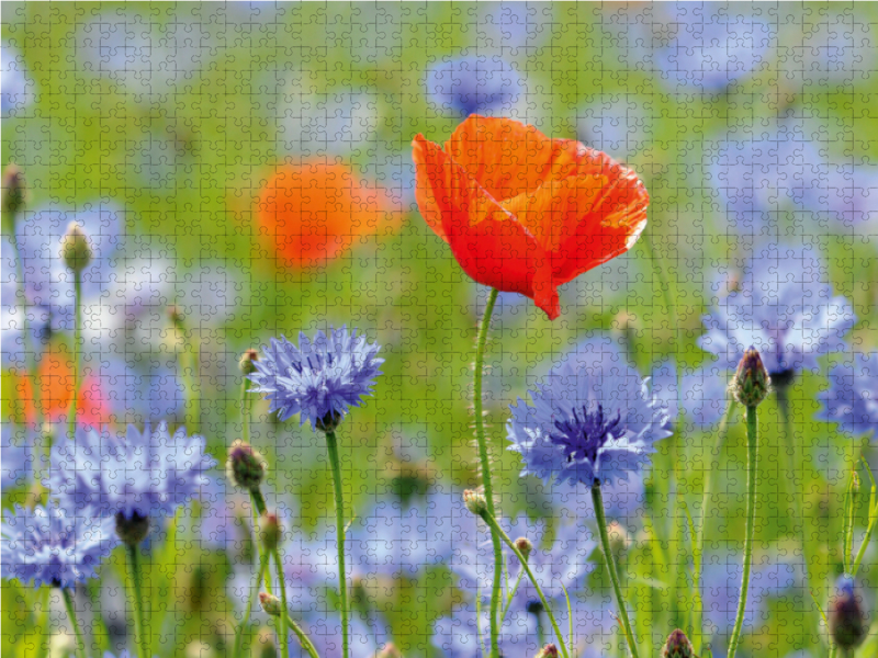 Mohn und Kornblumen. Landschaft im Havelland.