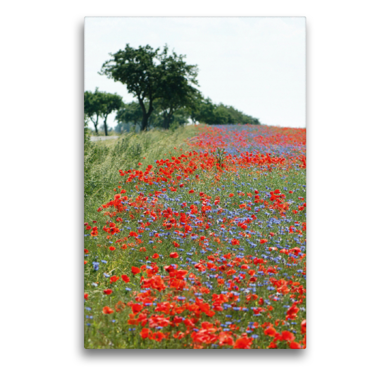 Mohnfeld. Landschaft im Havelland.