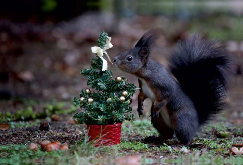 Oh ein Weihnachtsbäumchen nur für mich...