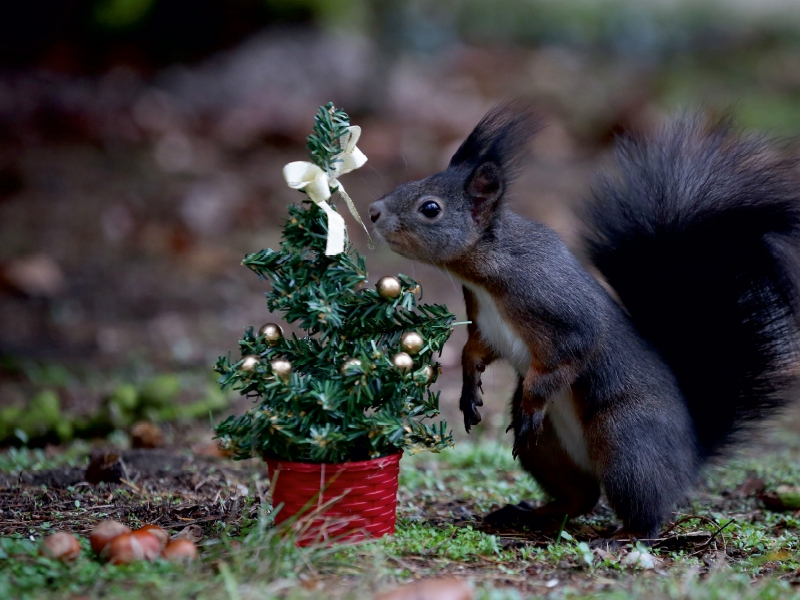 Oh ein Weihnachtsbäumchen nur für mich...