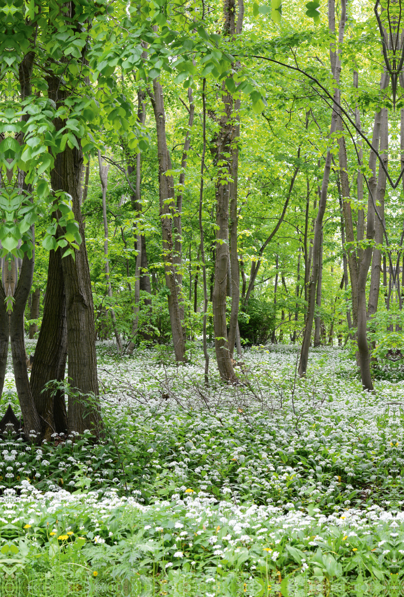 Bärlauchwald. Landschaft im Havelland.