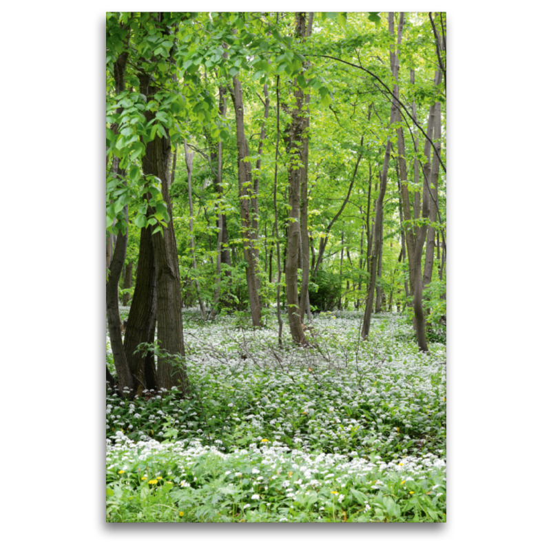 Bärlauchwald. Landschaft im Havelland.